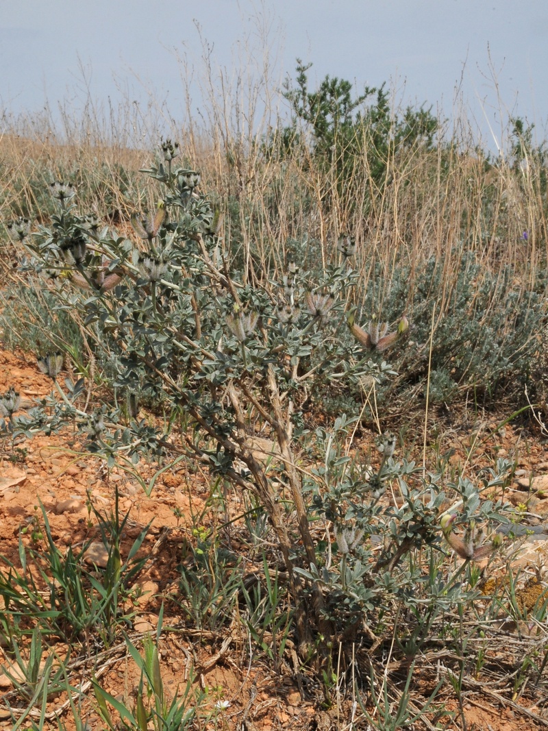 Image of Astragalus aulieatensis specimen.