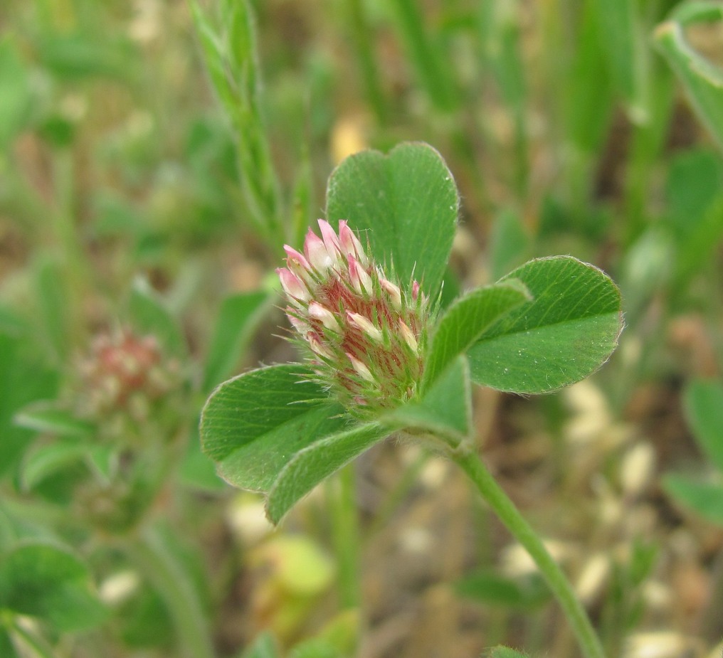 Изображение особи Trifolium striatum.