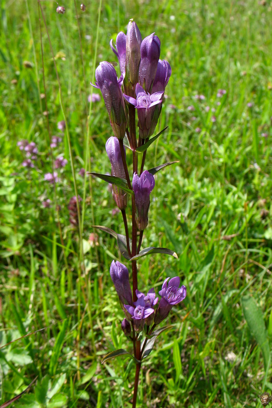 Изображение особи Gentianella lingulata.