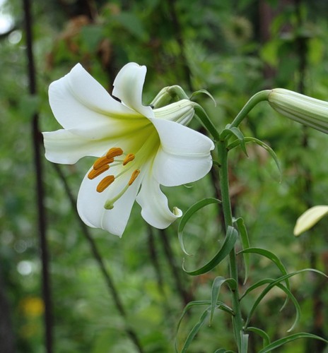 Изображение особи Lilium regale.