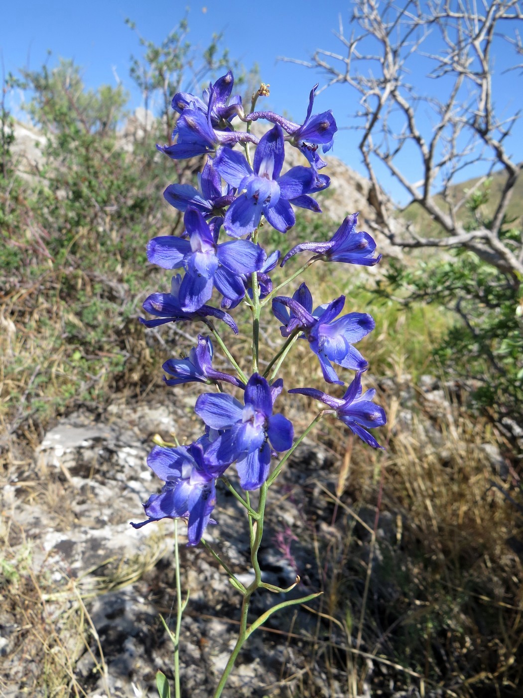 Image of Delphinium longipedunculatum specimen.