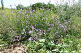 Malva sylvestris