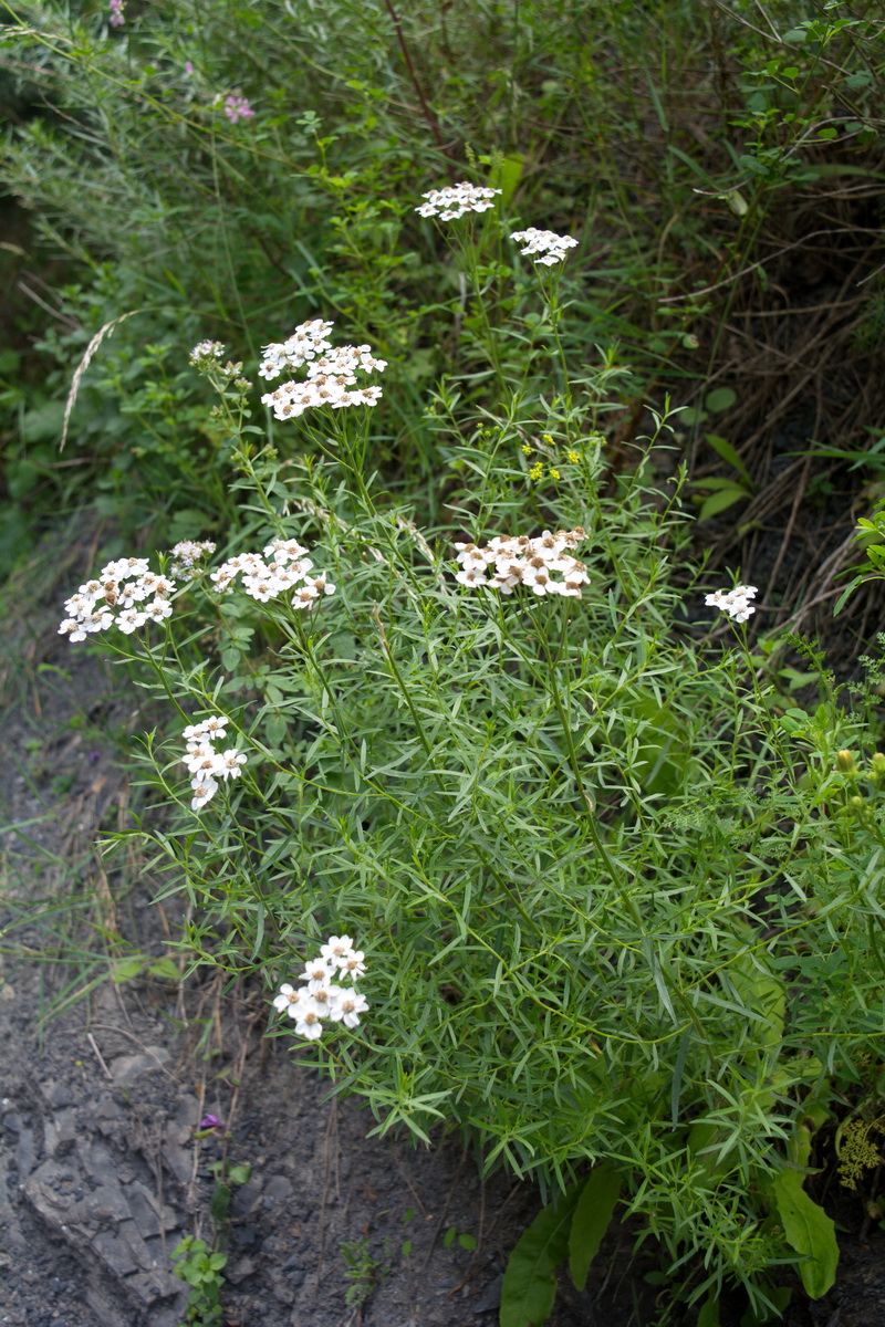 Image of Achillea ptarmicifolia specimen.