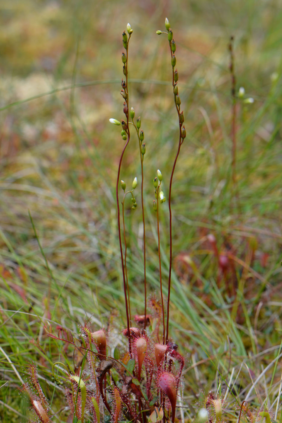 Image of Drosera &times; obovata specimen.