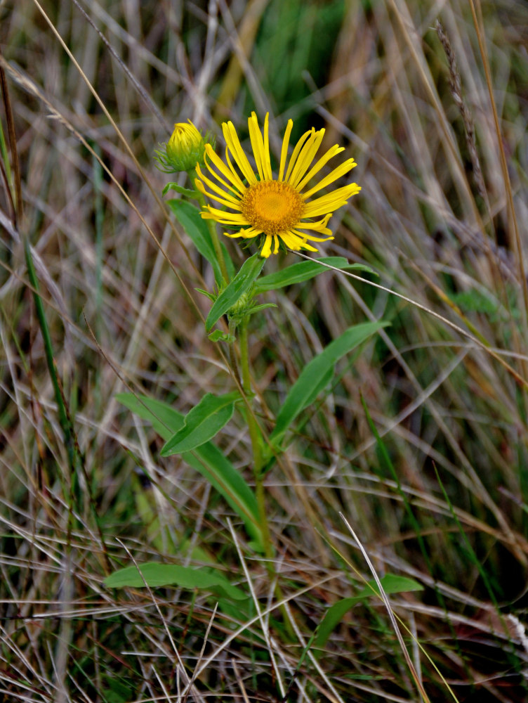 Image of Inula britannica specimen.