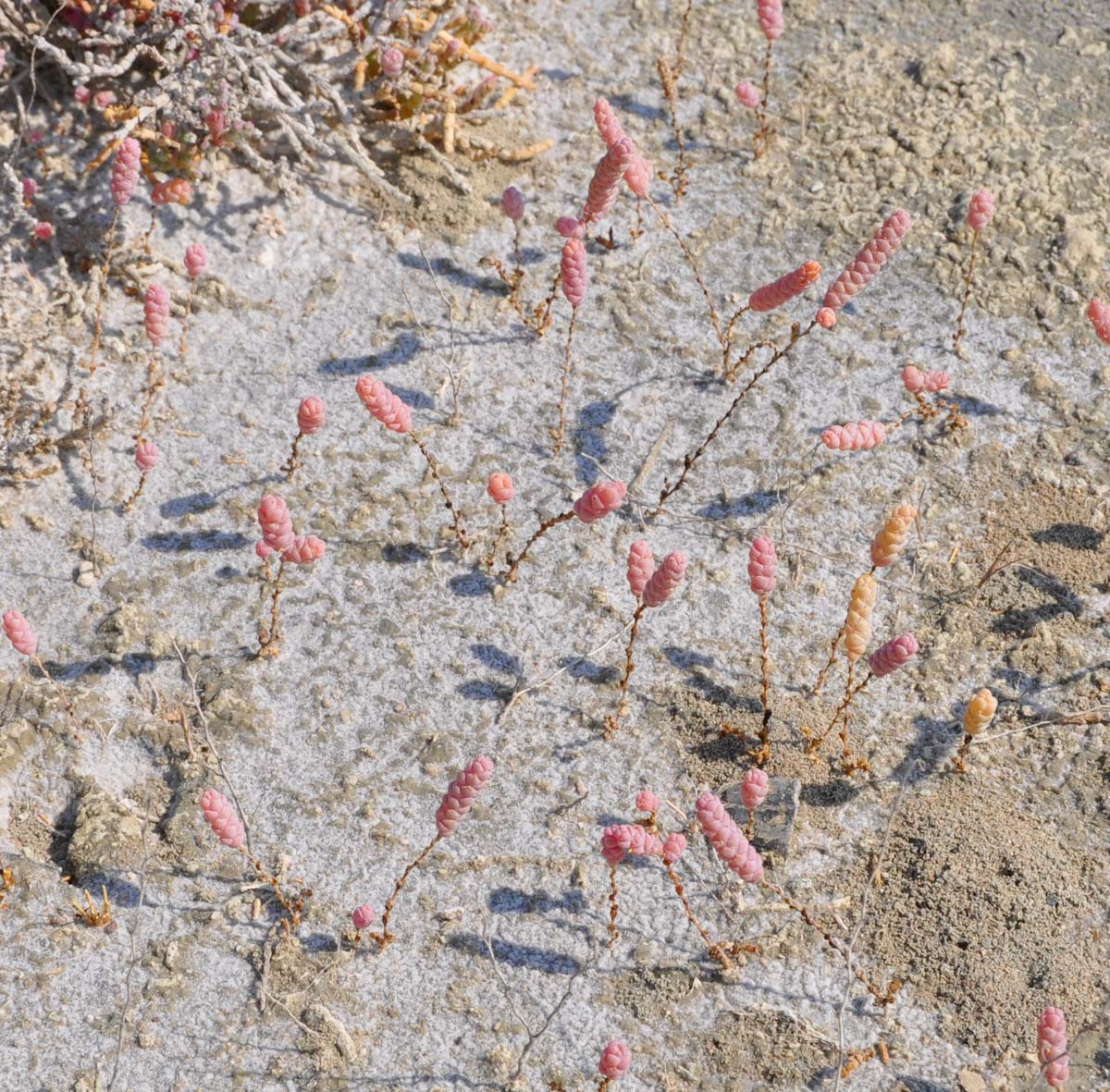 Image of Halopeplis amplexicaulis specimen.