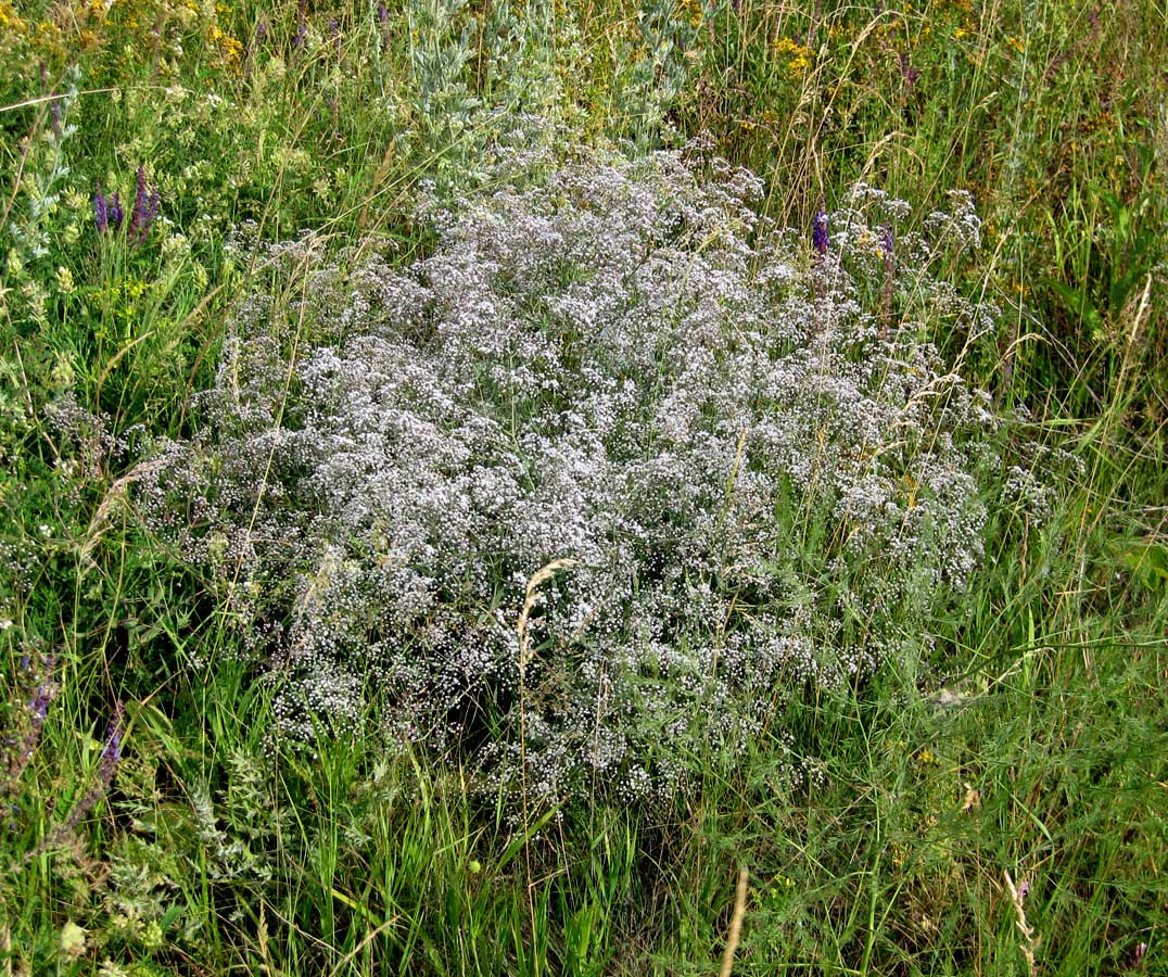 Изображение особи Gypsophila paniculata.