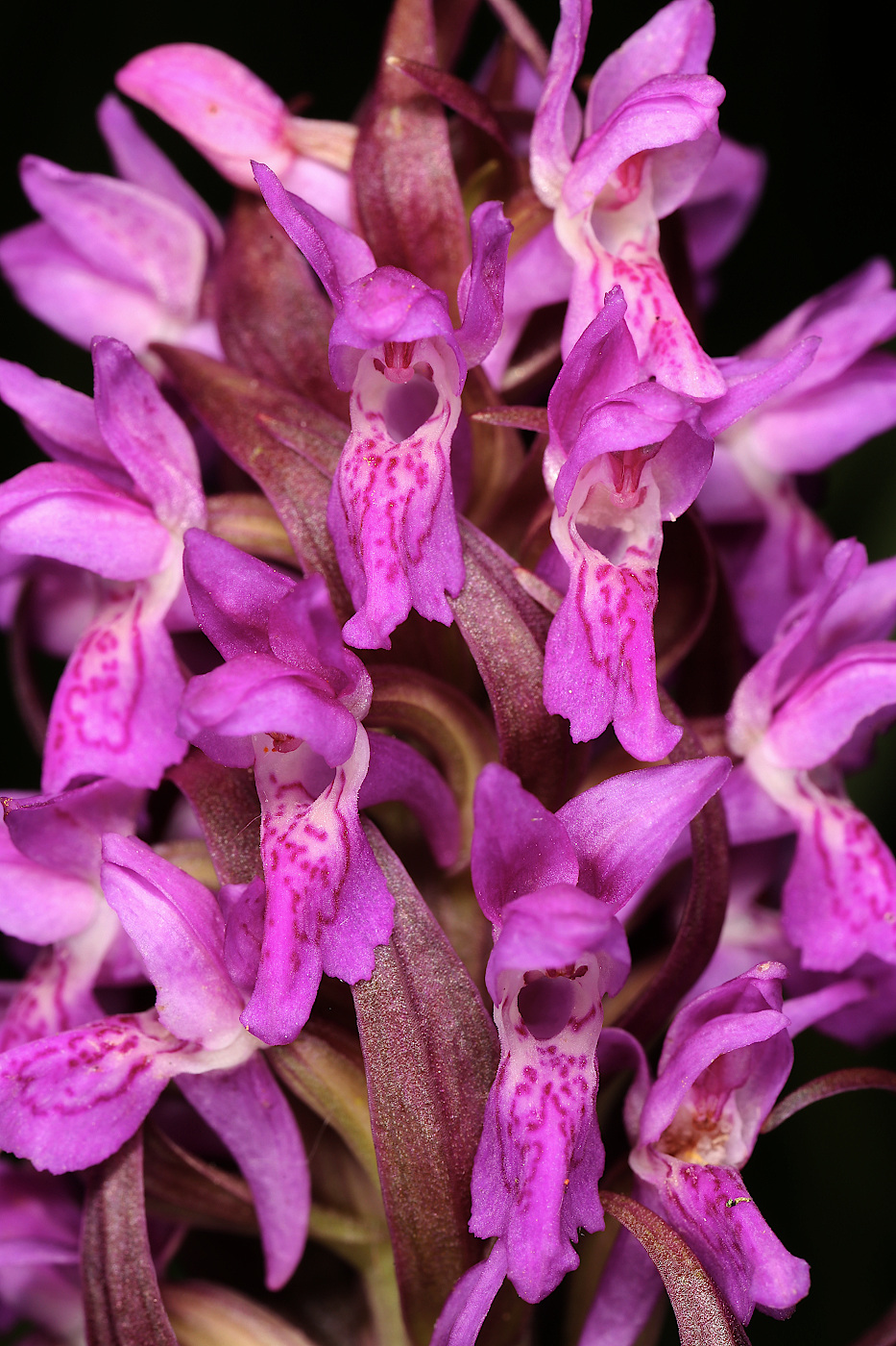 Image of Dactylorhiza incarnata specimen.