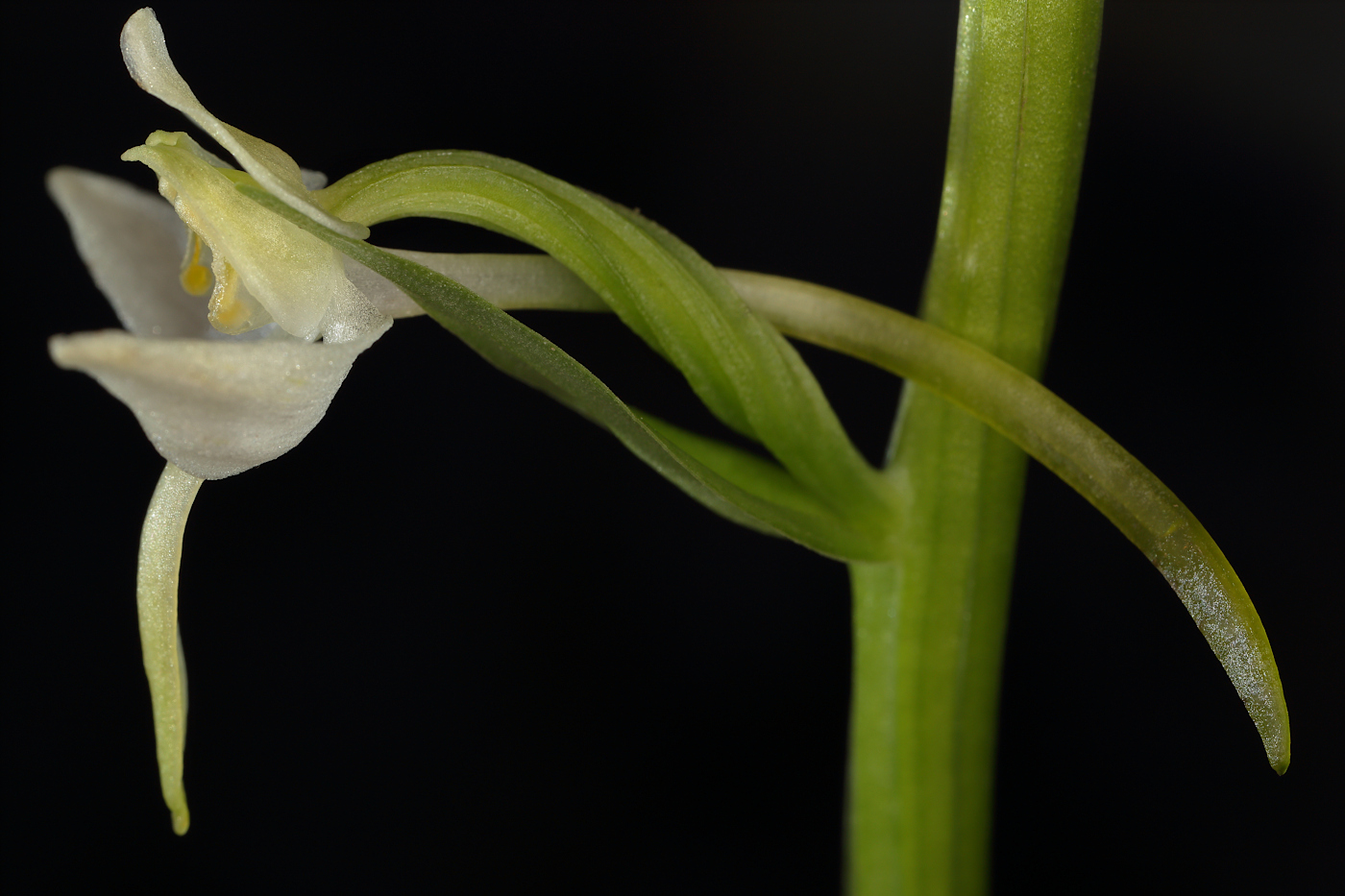 Image of Platanthera chlorantha specimen.