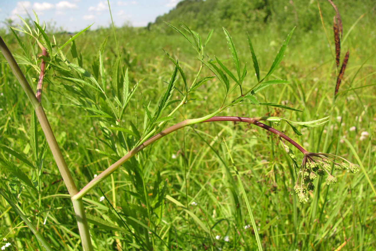 Image of Cicuta virosa specimen.