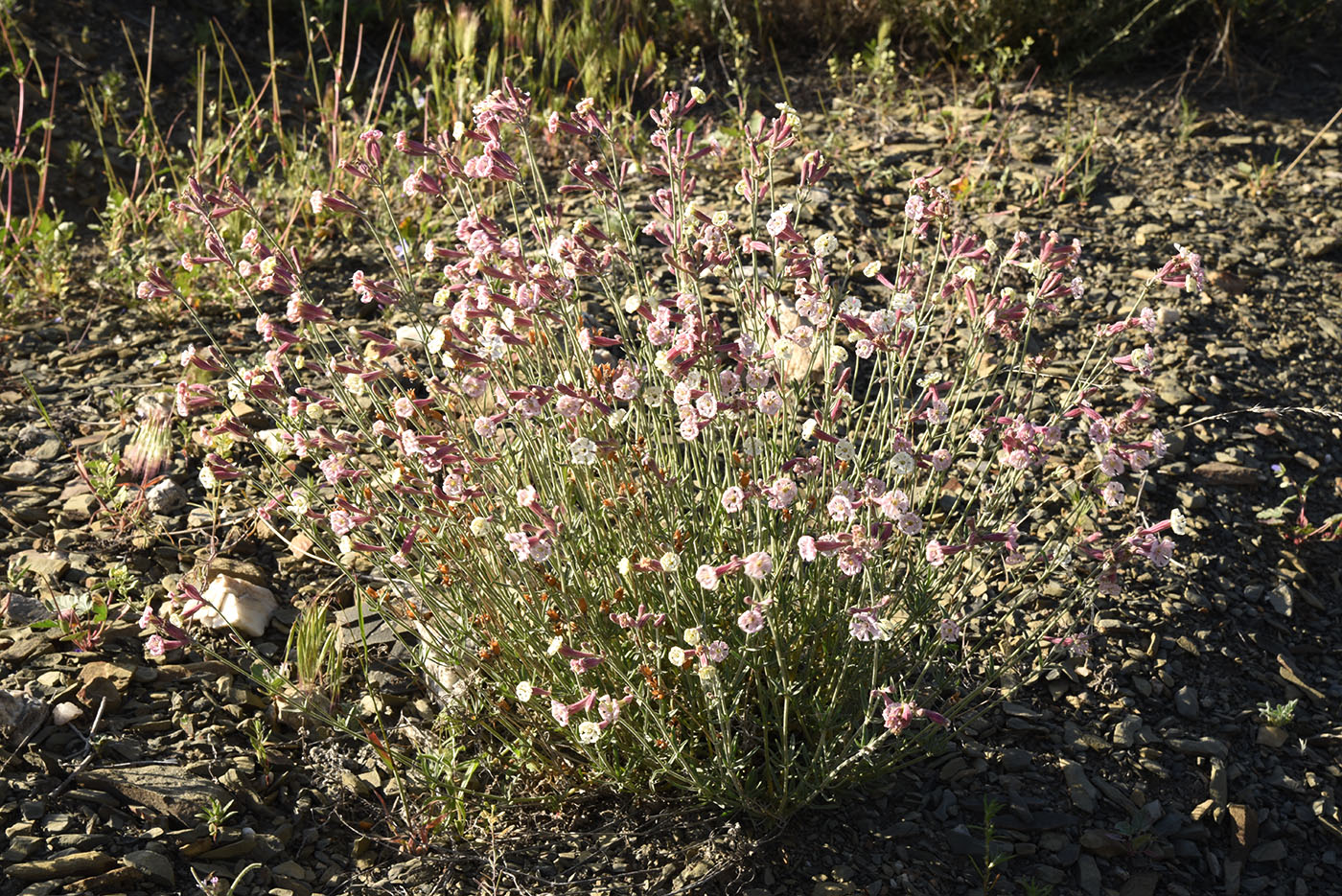 Image of Silene brahuica specimen.