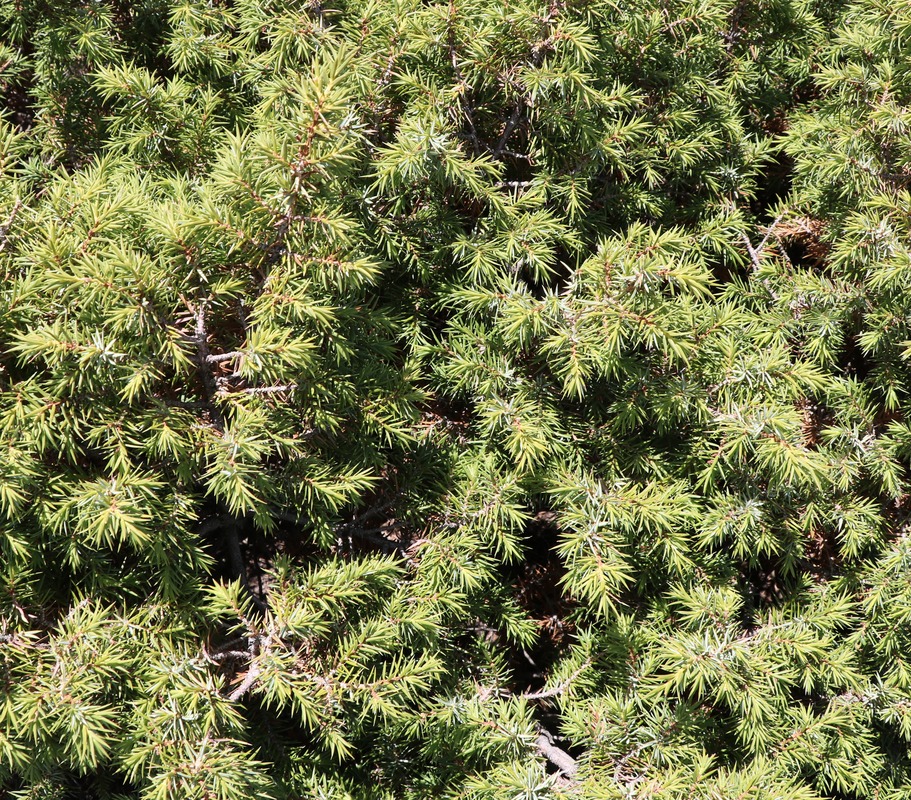 Image of Juniperus oblonga specimen.