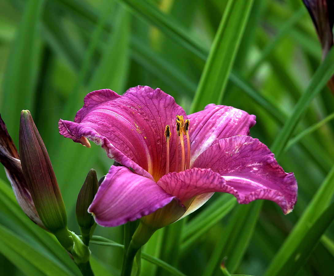 Image of Hemerocallis &times; hybrida specimen.