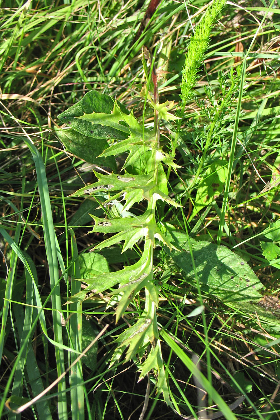 Image of Carlina cirsioides specimen.