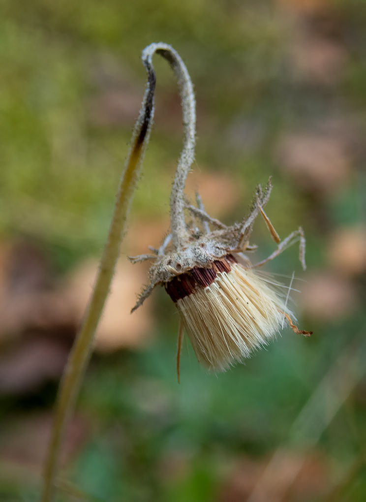 Image of Pilosella officinarum specimen.