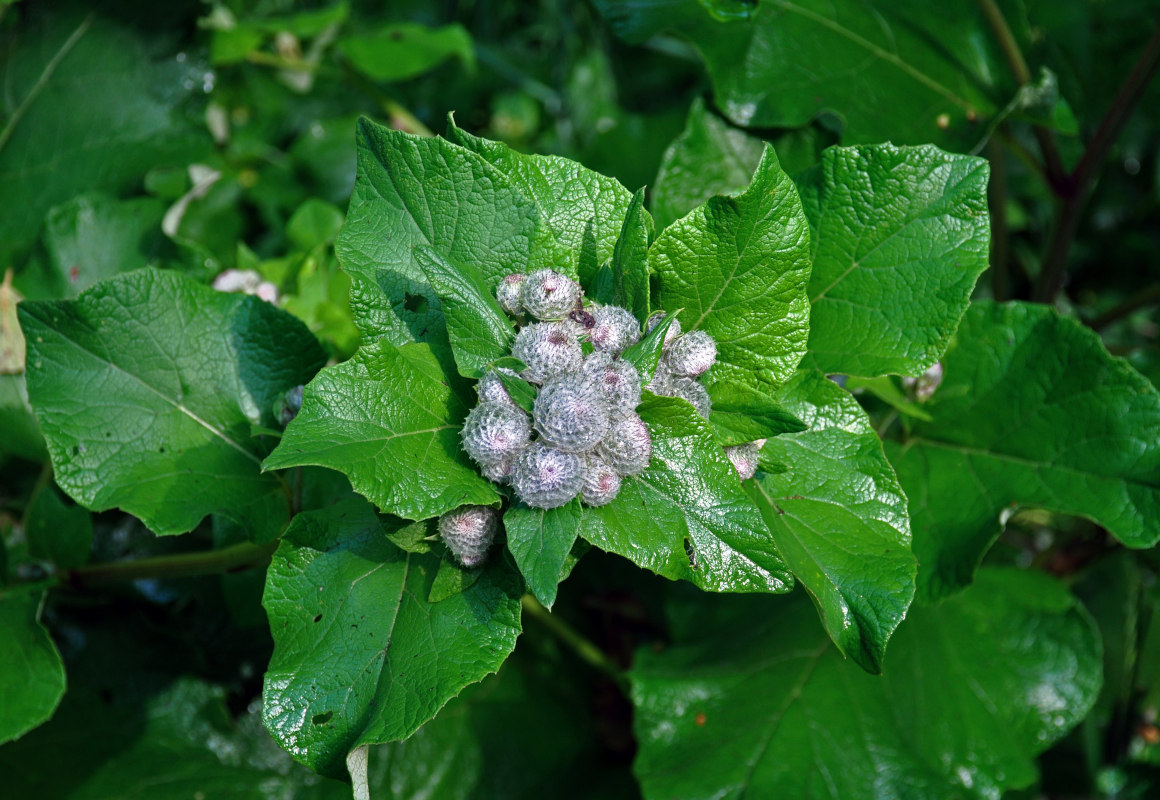 Image of Arctium tomentosum specimen.