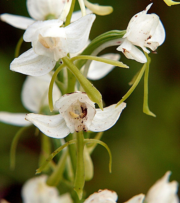 Image of Habenaria linearifolia specimen.