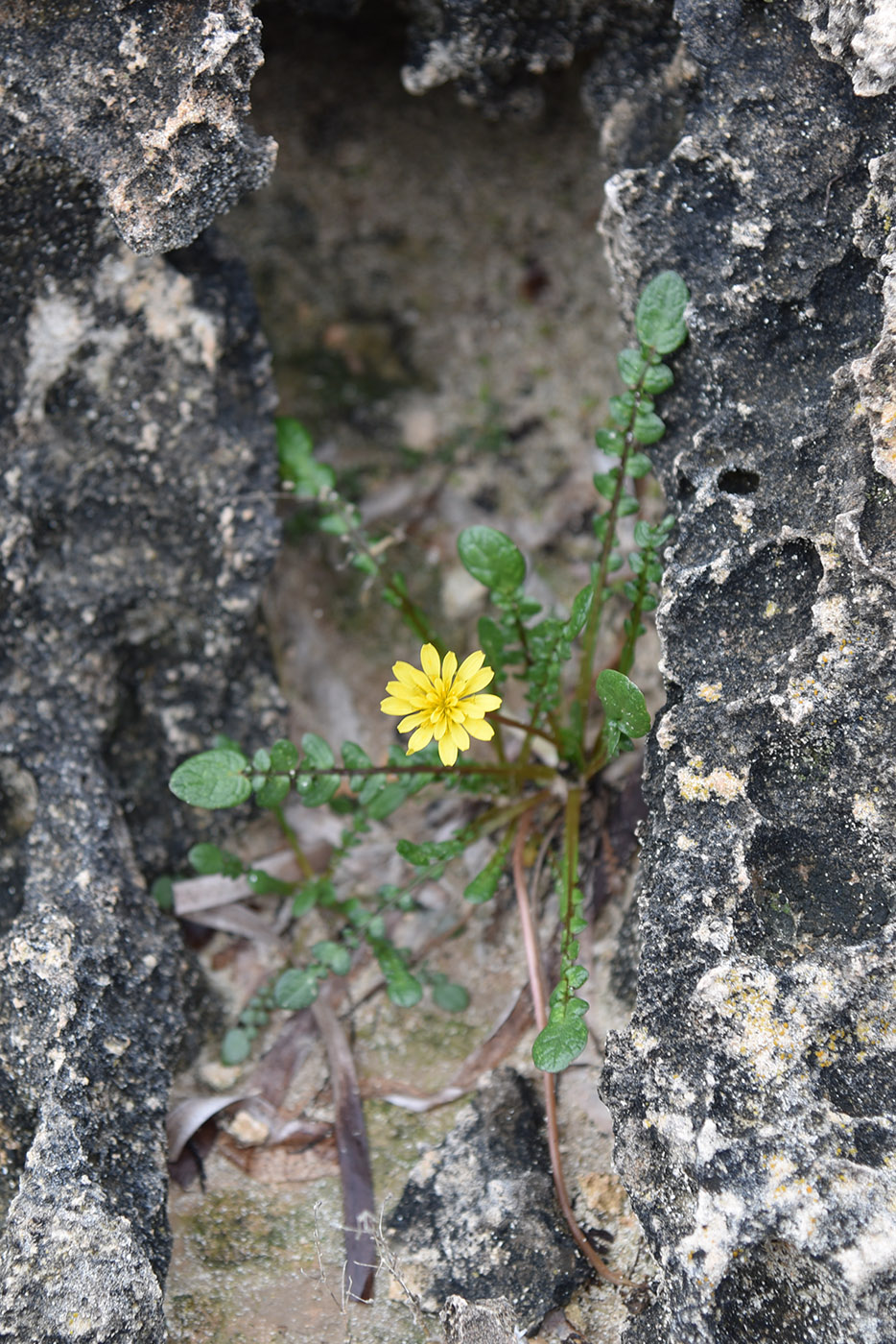 Изображение особи Taraxacum aphrogenes.