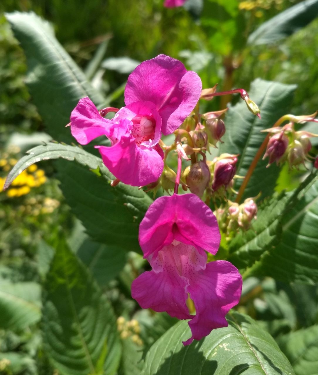 Image of Impatiens glandulifera specimen.