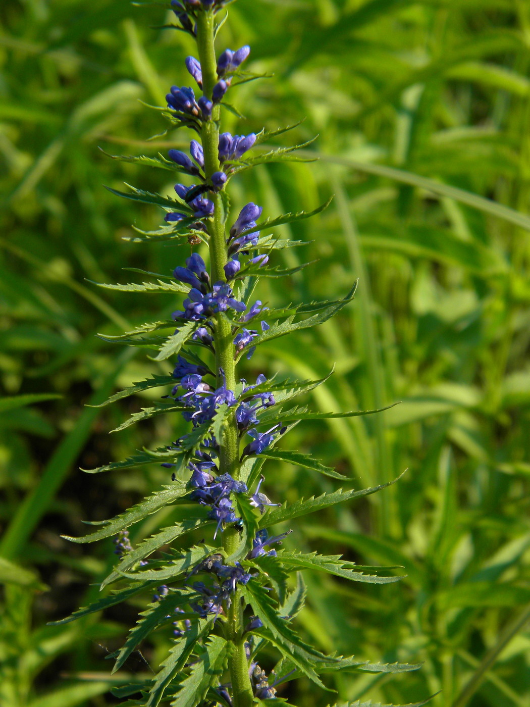 Изображение особи Veronica longifolia.