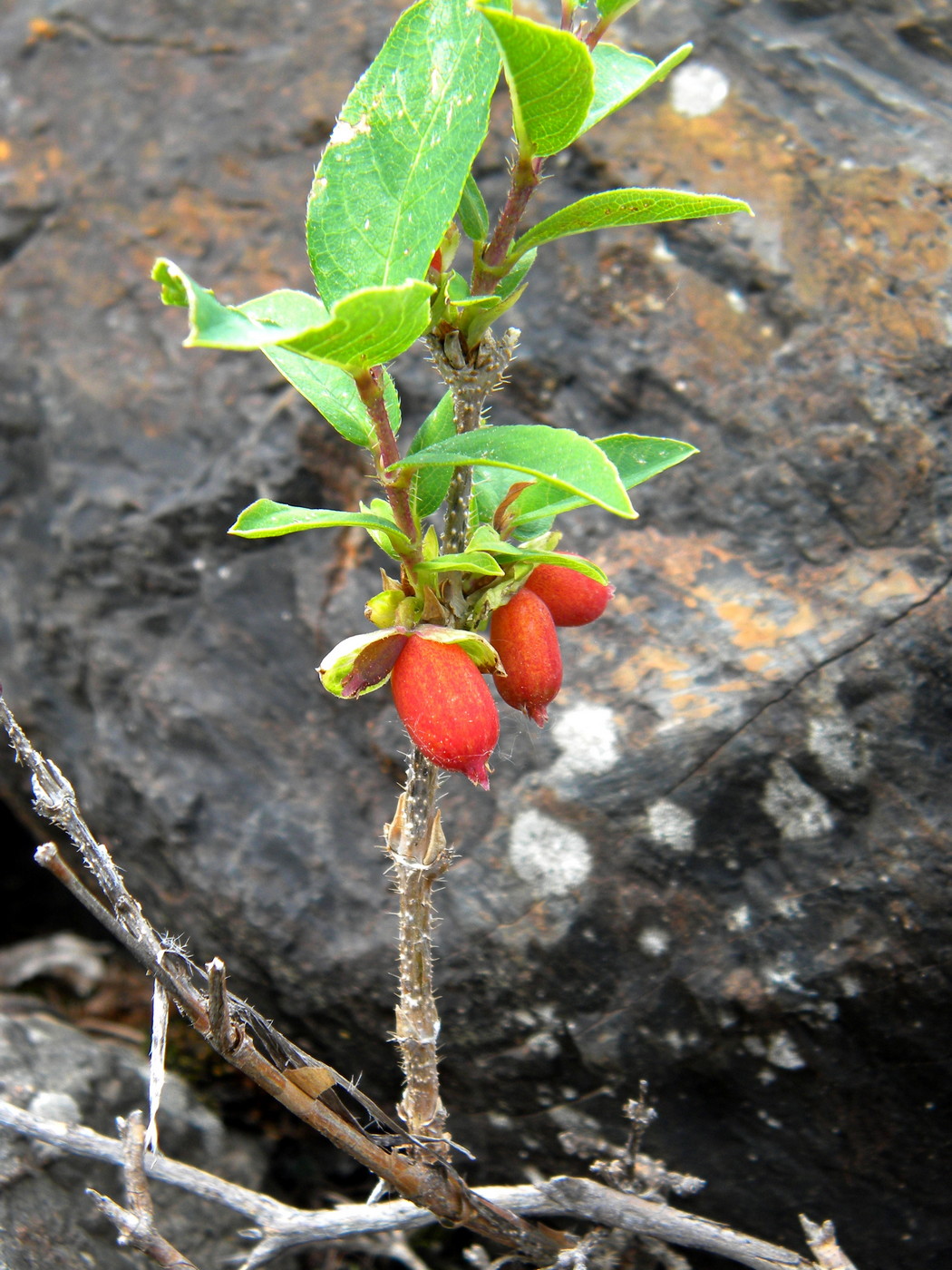 Image of Lonicera hispida specimen.