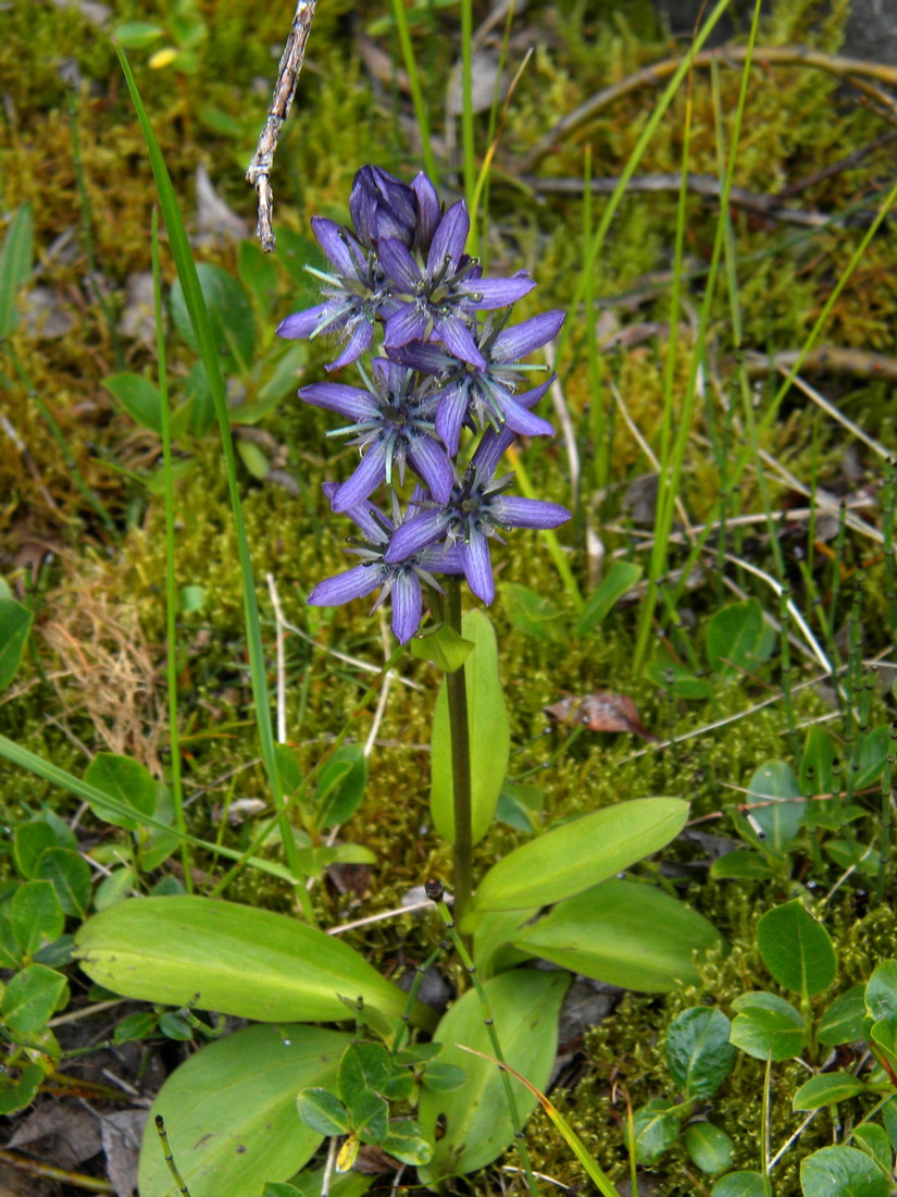 Image of Swertia obtusa specimen.