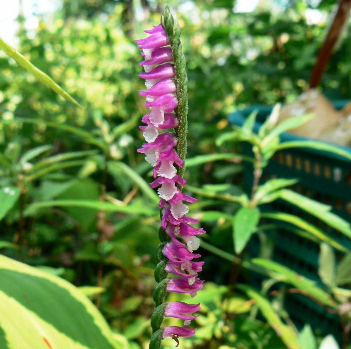 Image of Spiranthes australis specimen.