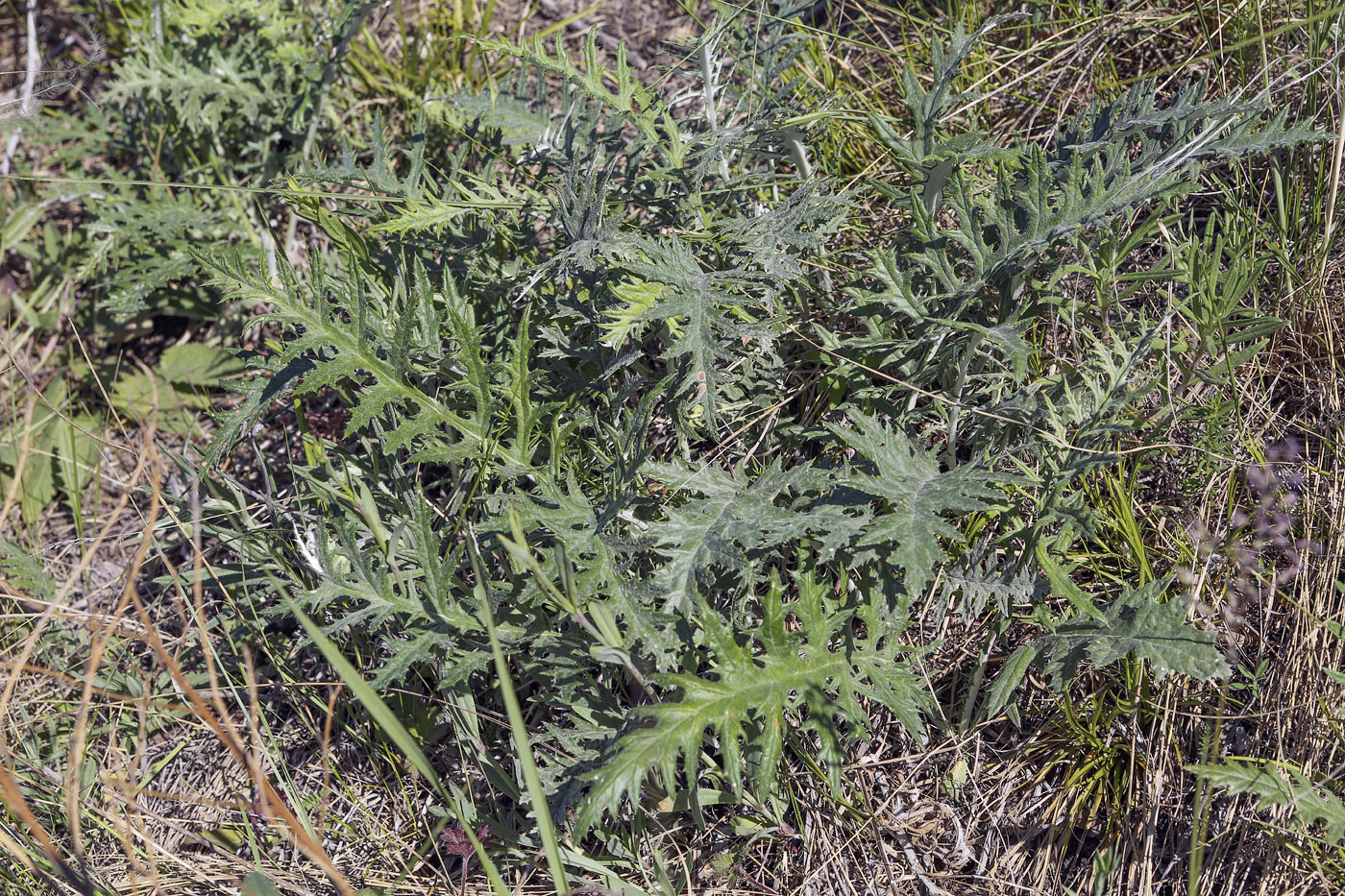 Изображение особи Echinops ruthenicus.