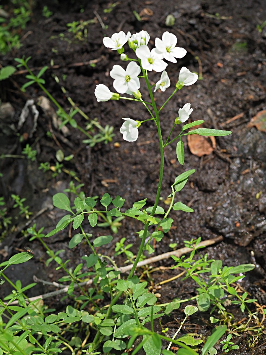 Изображение особи Cardamine pratensis.