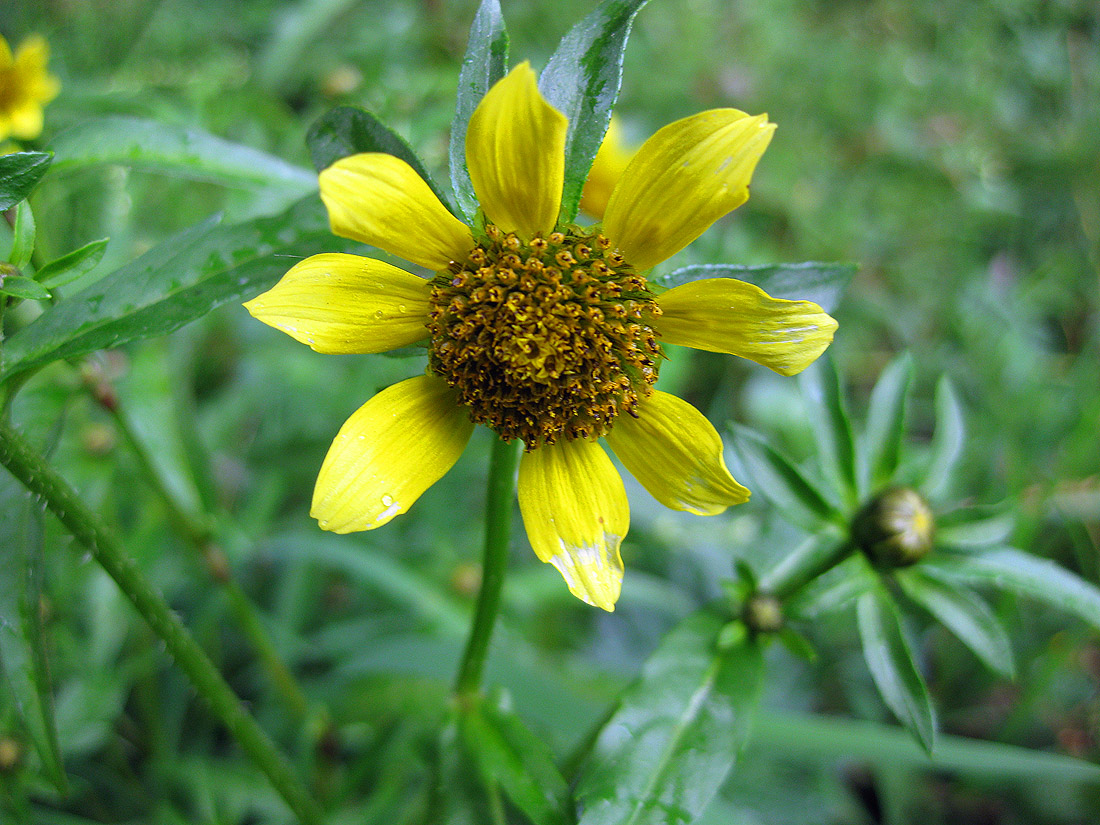 Изображение особи Bidens cernua var. radiata.