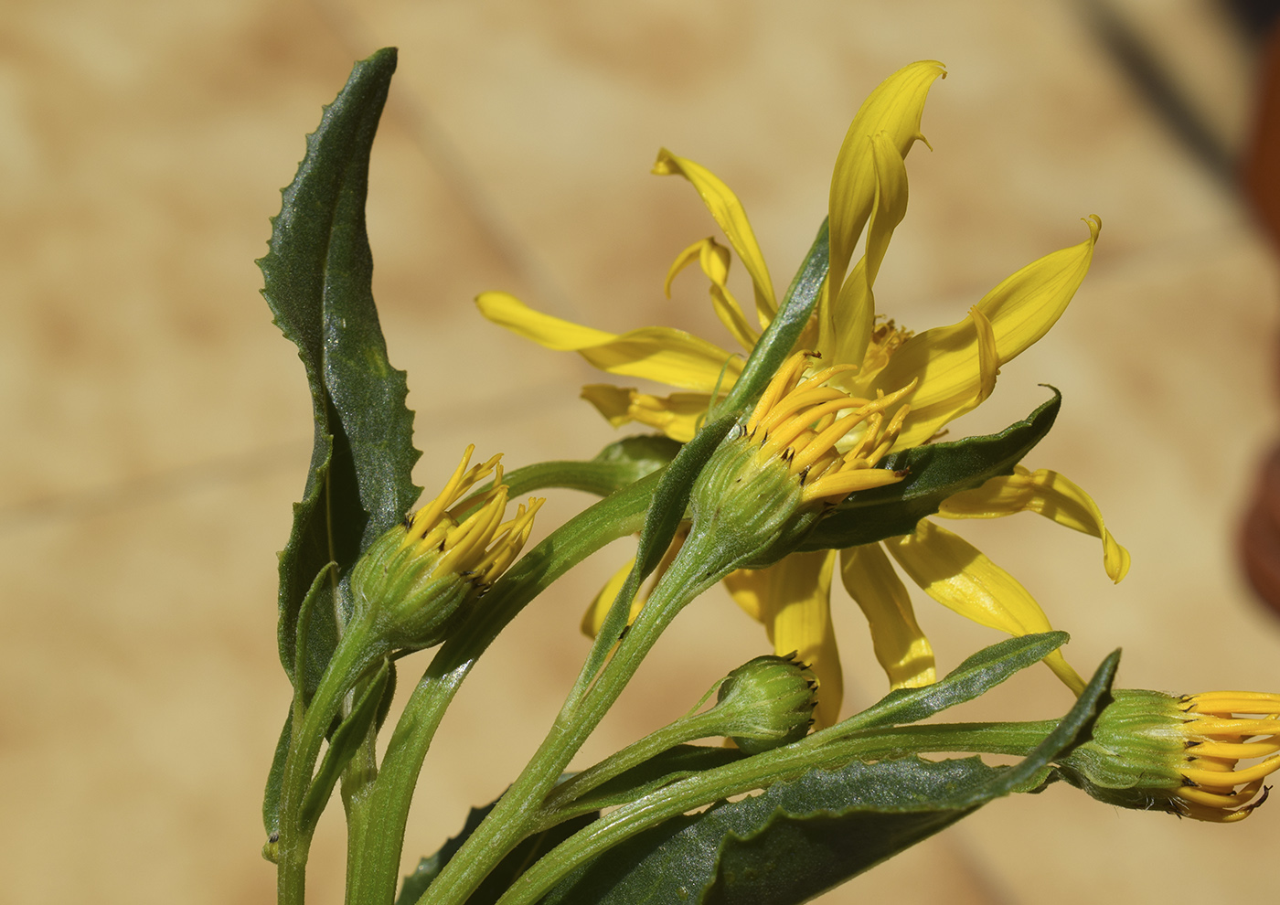 Image of Senecio pyrenaicus specimen.