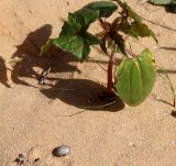 Ricinus communis. Ювенильное растение и зрелое семя на песке. Египет, мухафаза Матрух, к ЮВ от г. Эль-Дабаа, остатки заброшенной посадки клещевины на краю пустыни. 07.12.2021.