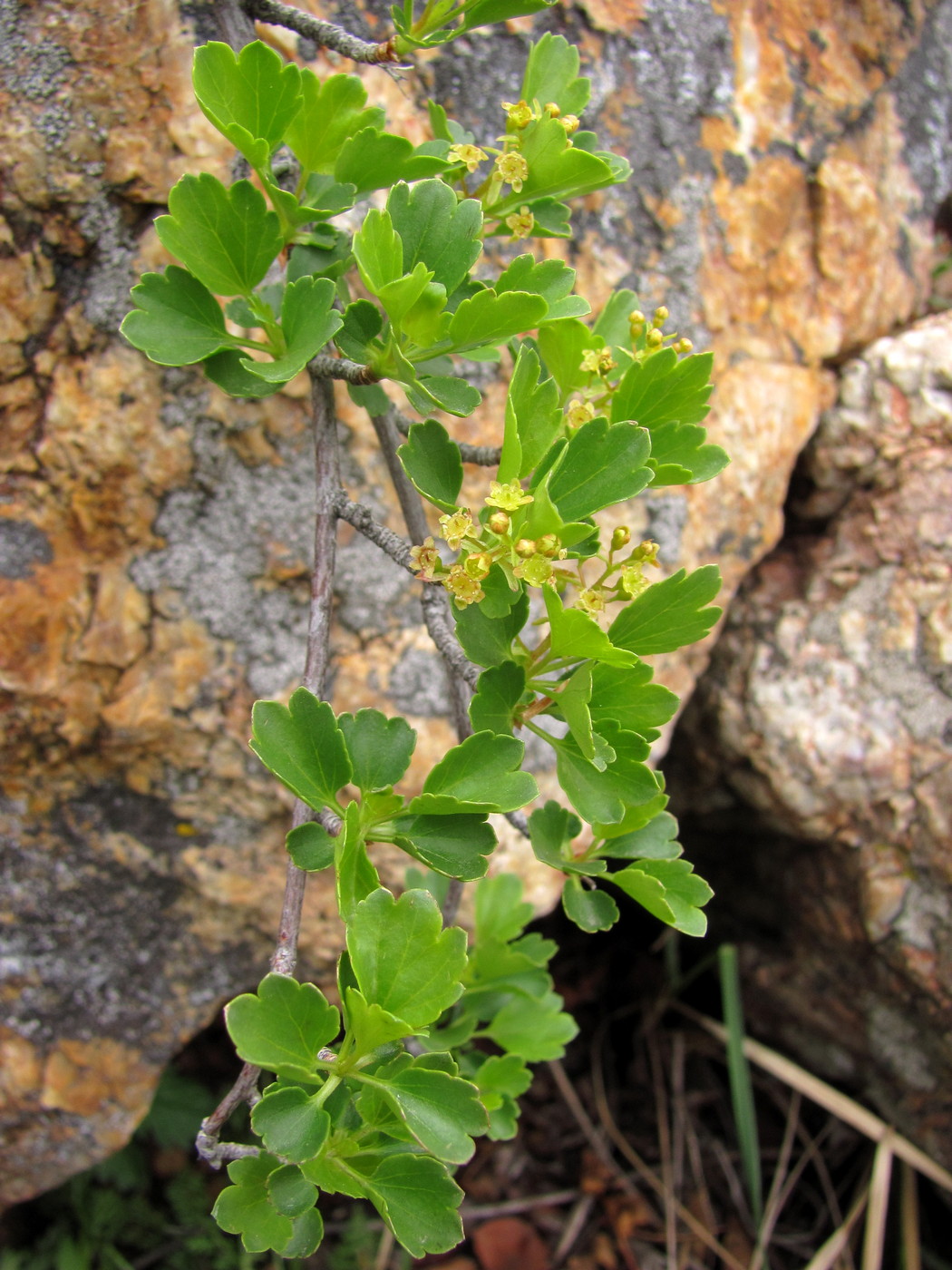 Image of Ribes saxatile specimen.