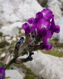 Oxytropis owerinii. Соцветие с цветками и завязавшимися плодами. Кабардино-Балкария, Черекский р-н, Кабардино-Балкарский высокогорный заповедник, Черек-Безенгийское ущелье, ≈ 2300 м н.у.м., донная морена, на моховой подушке среди валунов. 16.08.2021.