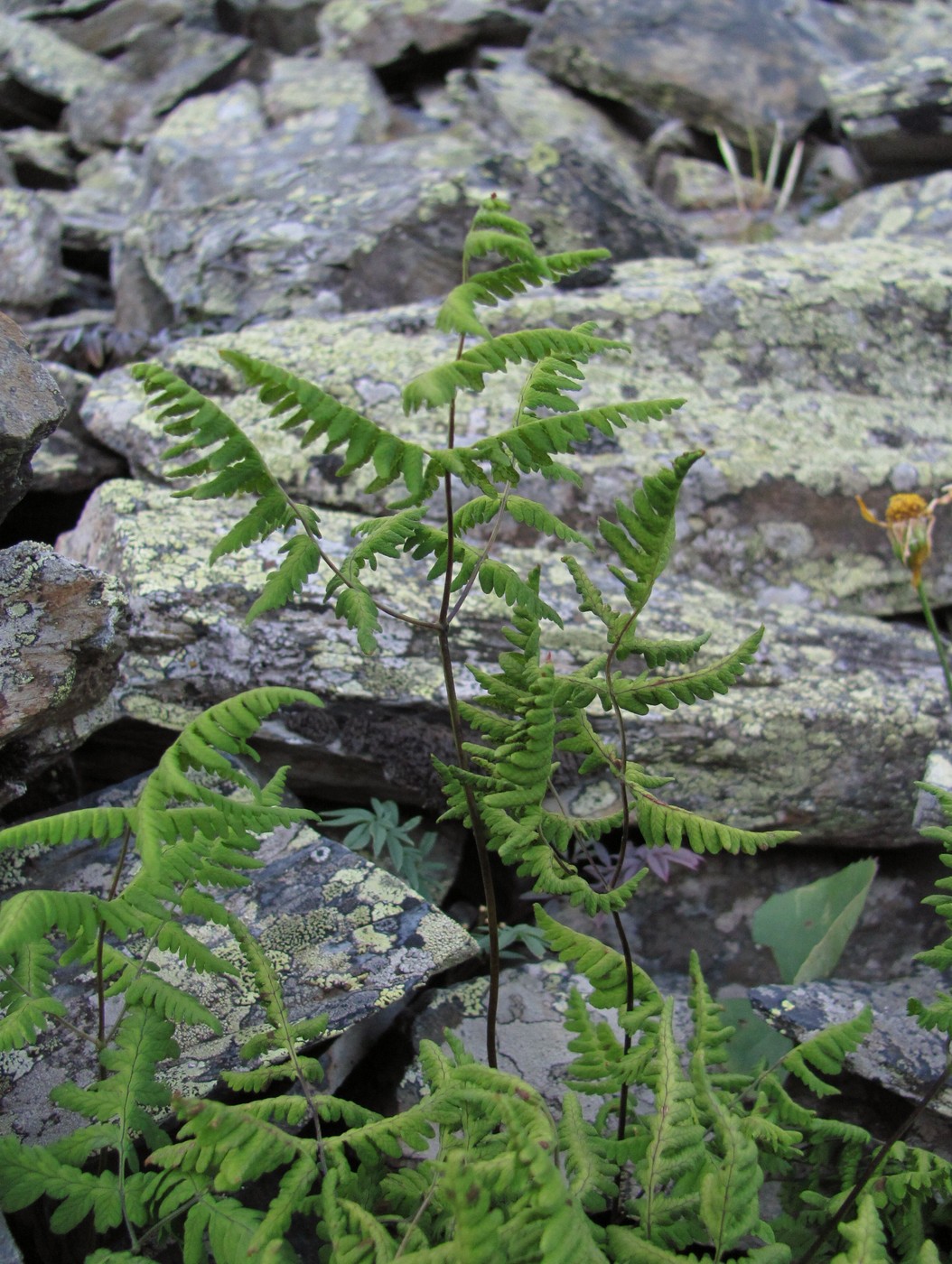 Image of Gymnocarpium robertianum specimen.