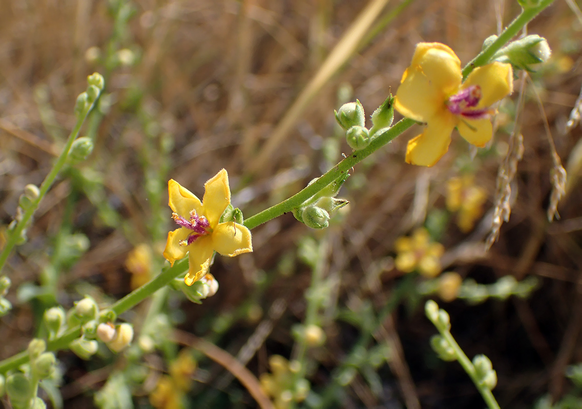 Изображение особи Verbascum chaixii.