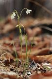 Lloydia triflora