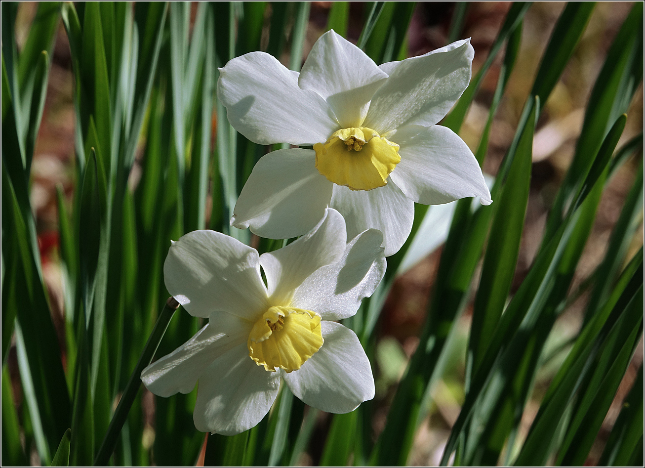 Image of genus Narcissus specimen.