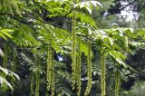 Pterocarya rhoifolia. Ветви с соплодиями. Санкт-Петербург, Ботанический сад БИН РАН, дендрарий. 25.07.2022.