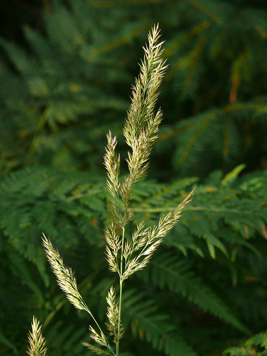 Image of Calamagrostis epigeios specimen.