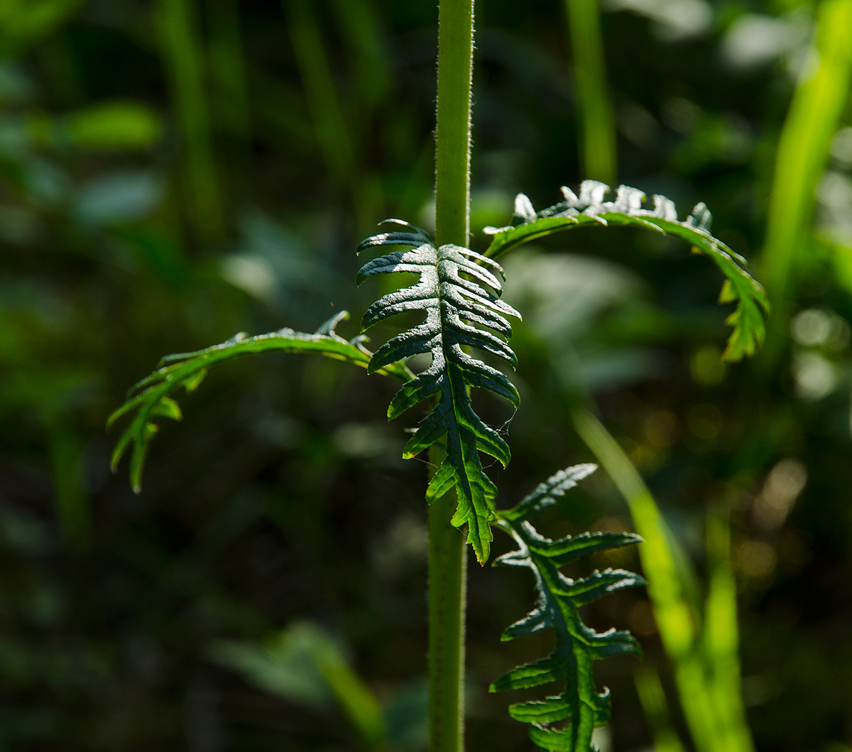 Image of genus Pedicularis specimen.