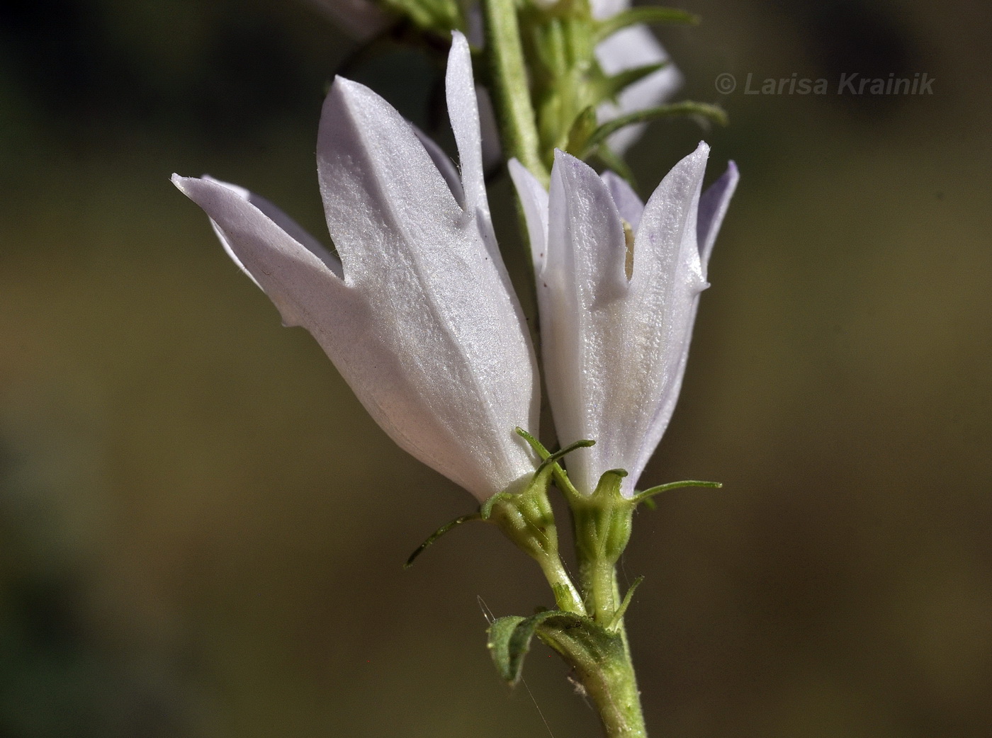 Изображение особи род Campanula.