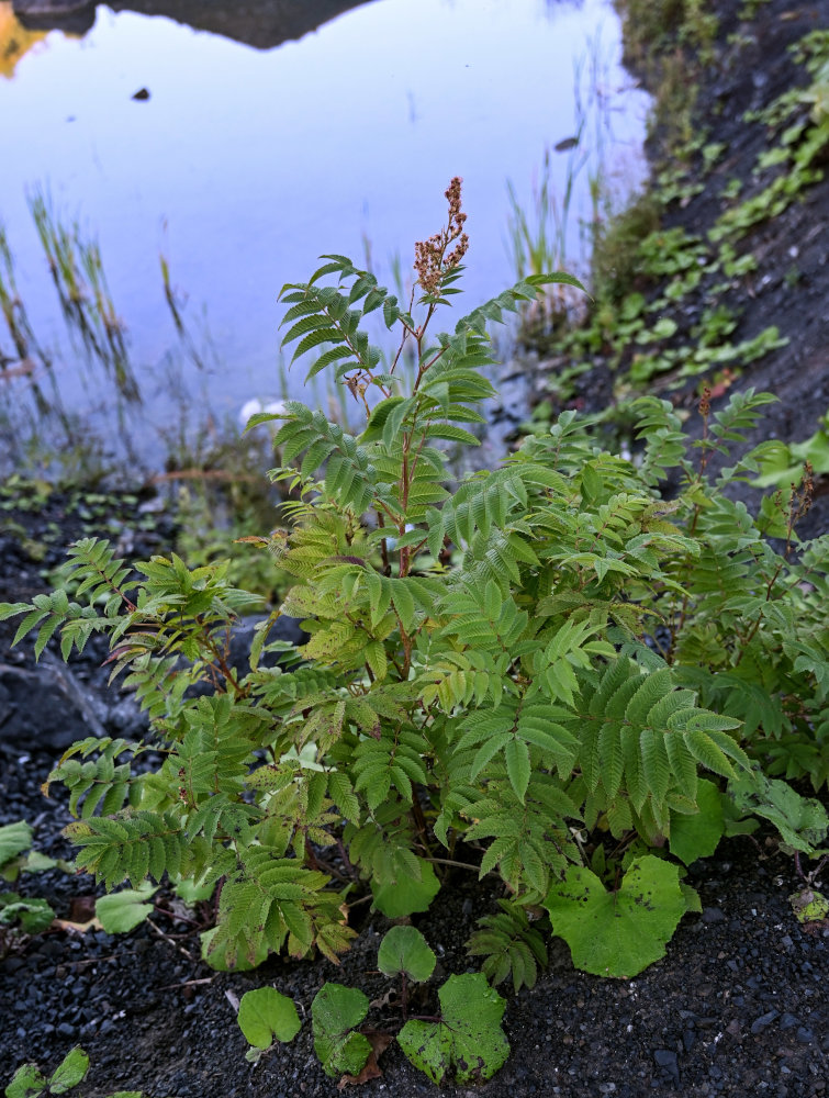 Изображение особи Sorbaria sorbifolia.