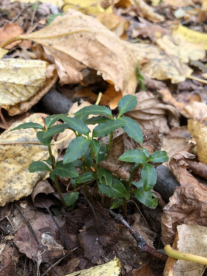 Изображение особи Chimaphila japonica.