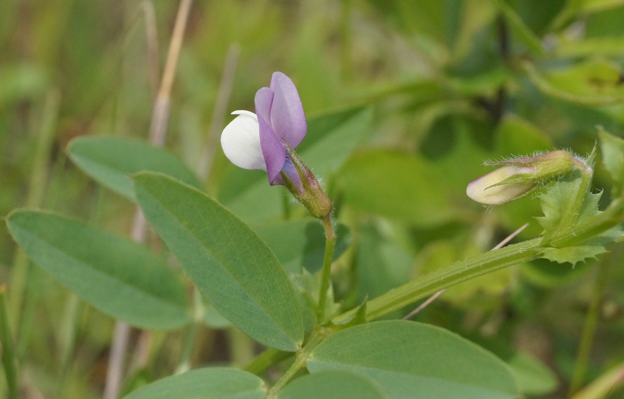 Image of Vicia bithynica specimen.