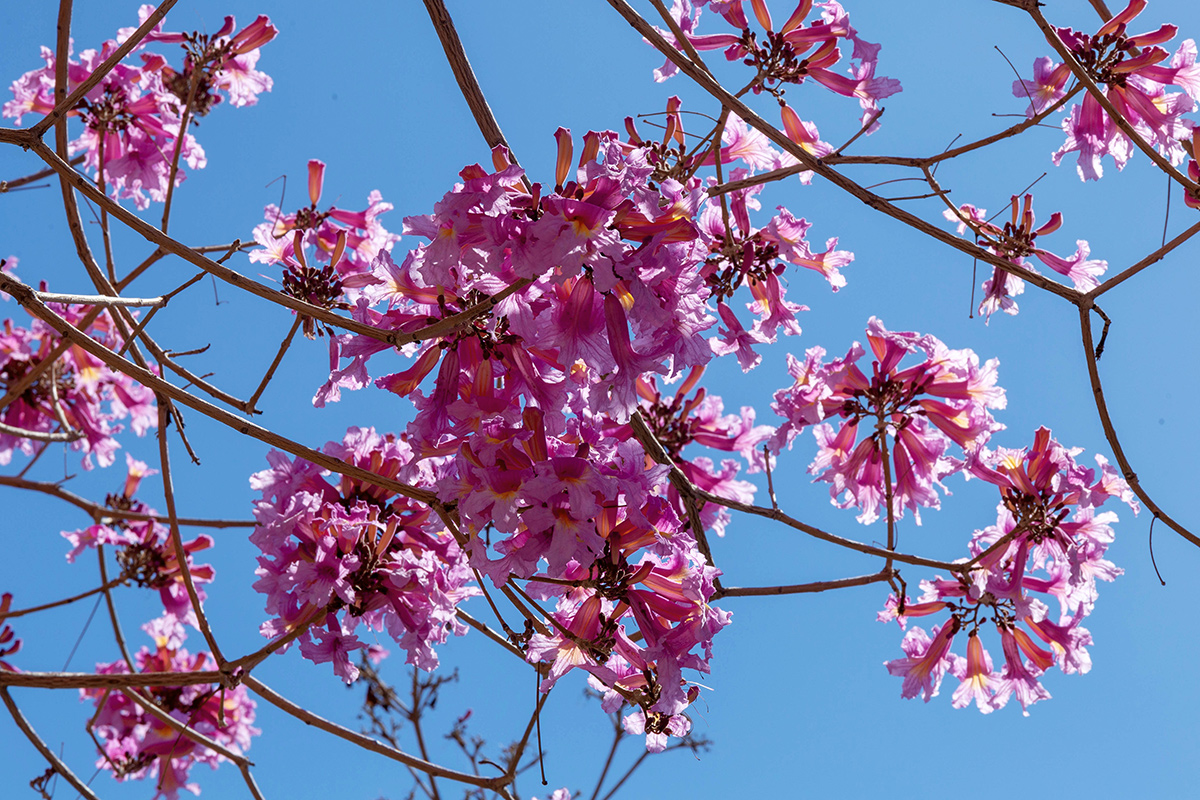 Изображение особи Tabebuia impetiginosa.