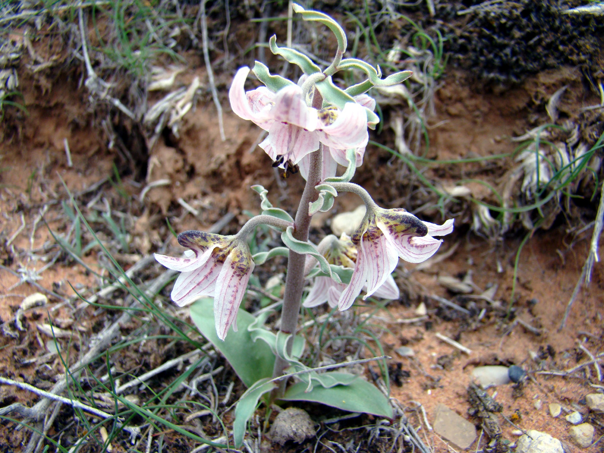 Изображение особи Rhinopetalum karelinii.