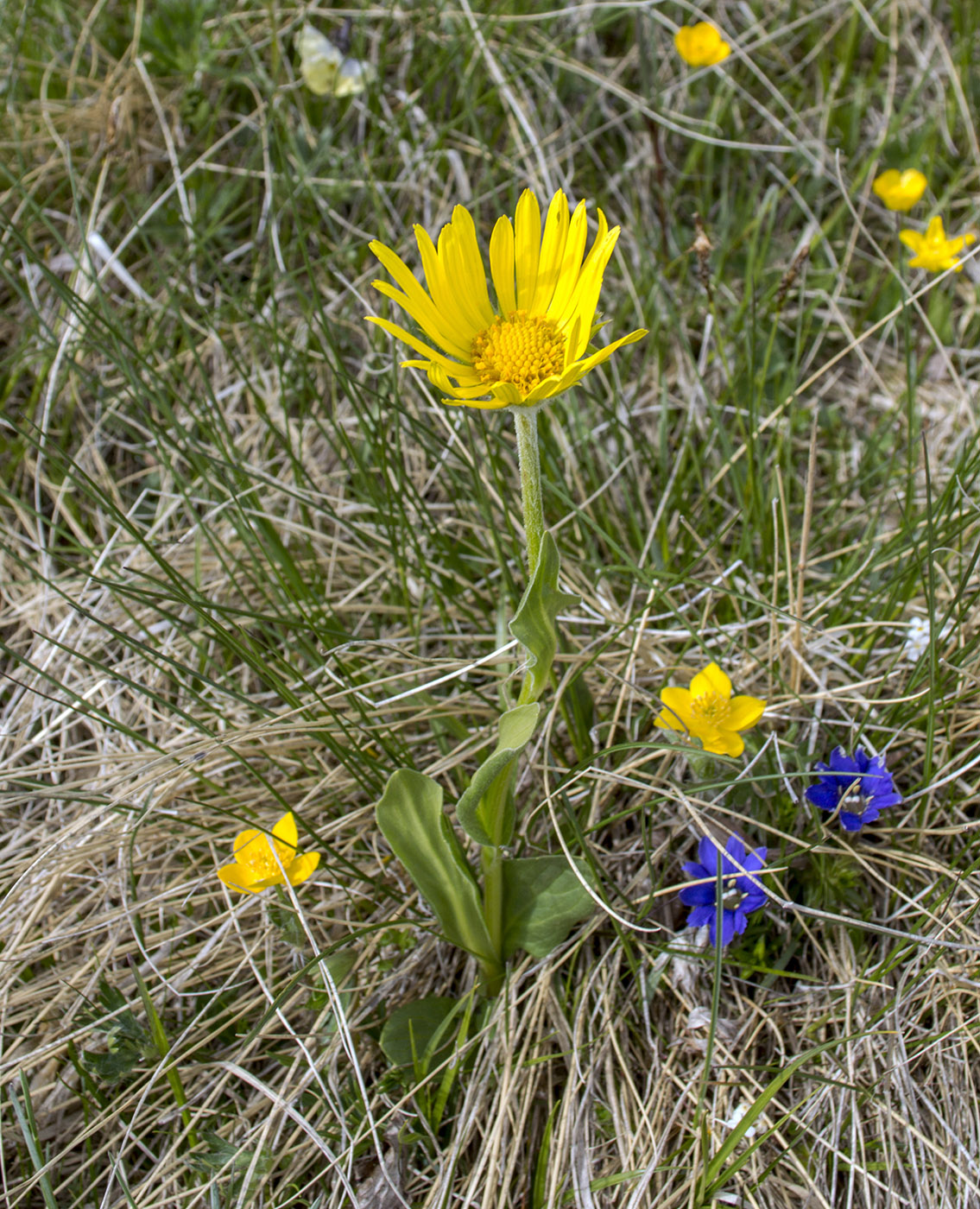 Изображение особи Doronicum oblongifolium.