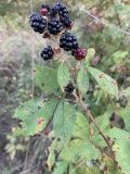 Rubus sanctus