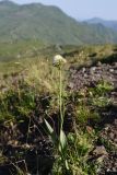 Traunsteinera sphaerica. Цветущее растение. Чечня, Итум-Калинский р-н, северный отрог горы Чархунышкорт, западный склон, выс. 2400 м н.у.м, травянистый склон. 7 августа 2023 г.